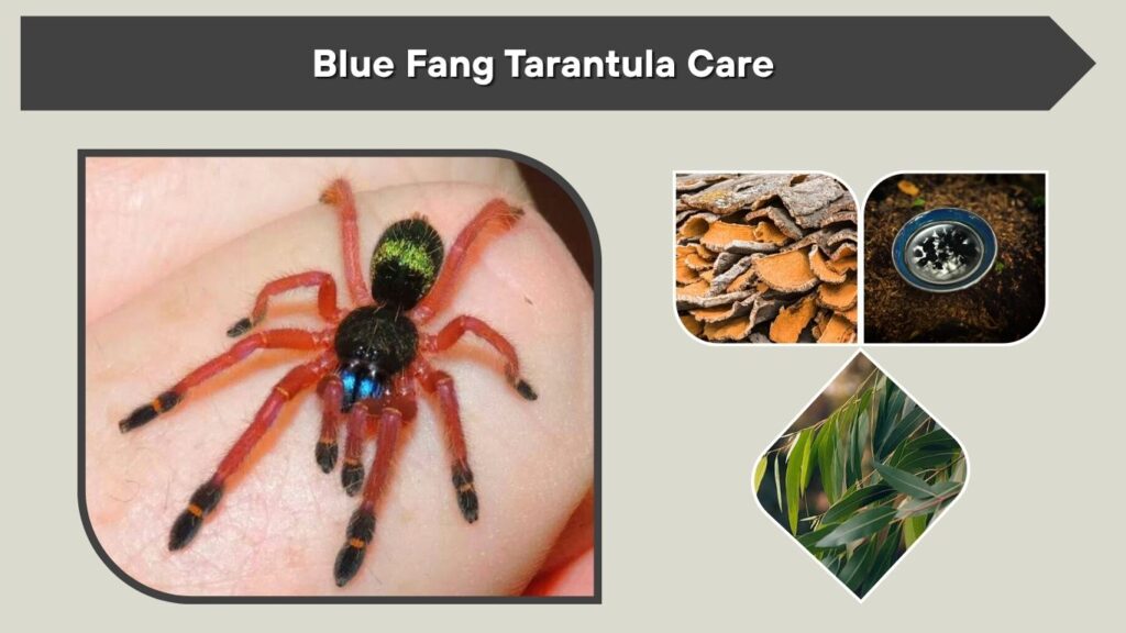 Blue Fang Tarantula Care