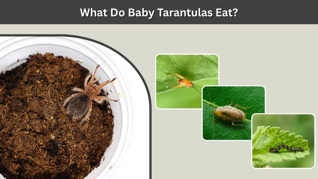 What Do Baby Tarantulas Eat?
