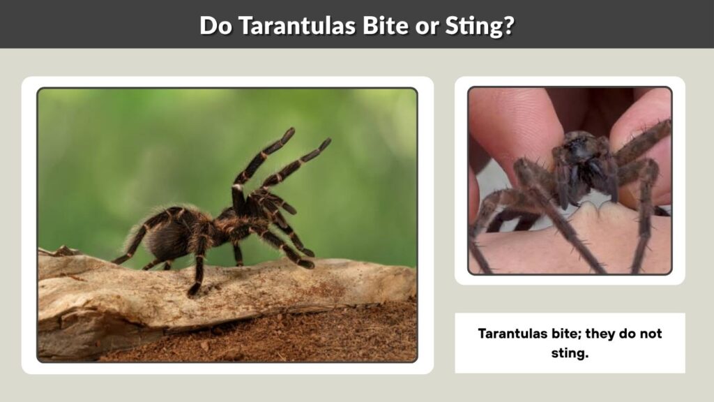 Do Tarantulas Bite or Sting?