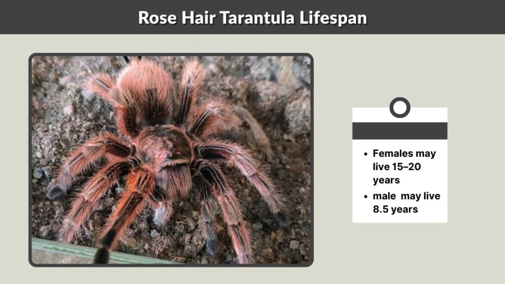 Rose Hair Tarantula Lifespan