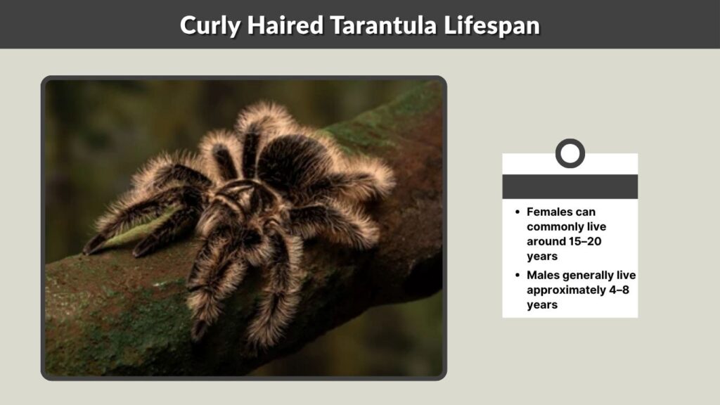 Curly Haired Tarantula Lifespan