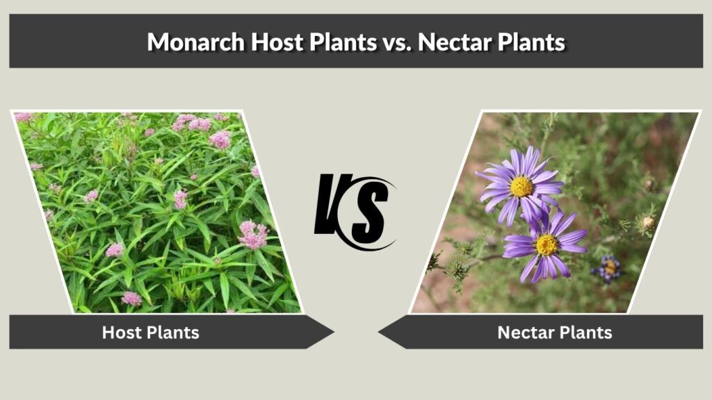 Monarch Host Plants vs. Nectar Plants