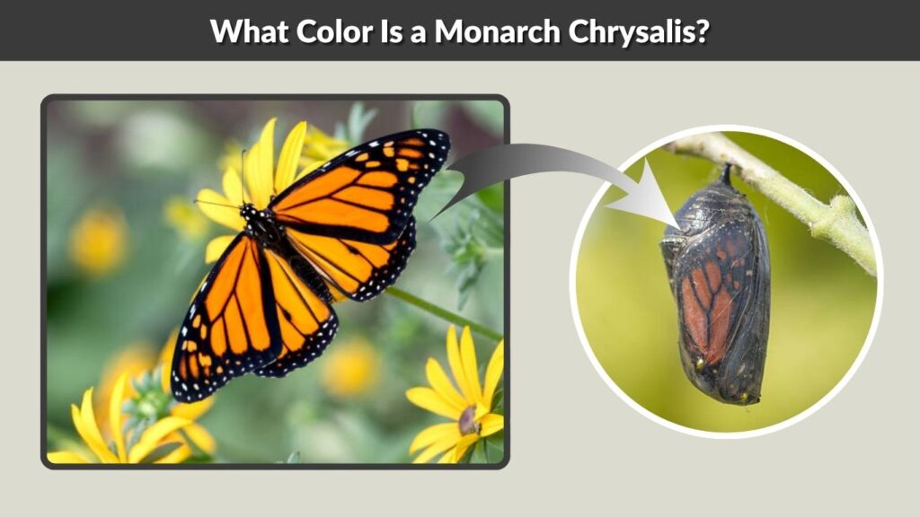 What Color Is a Monarch Chrysalis?