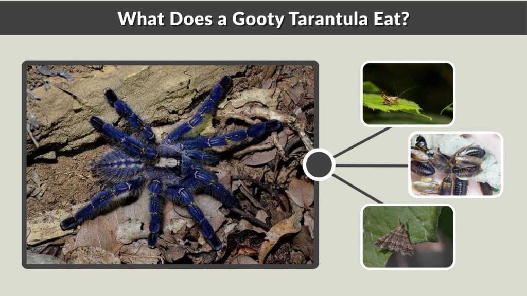 What Does a Gooty Tarantula Eat?