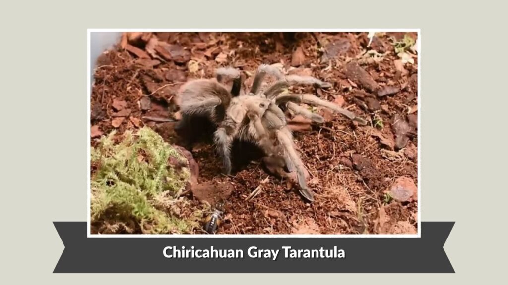 Chiricahuan Gray Tarantula