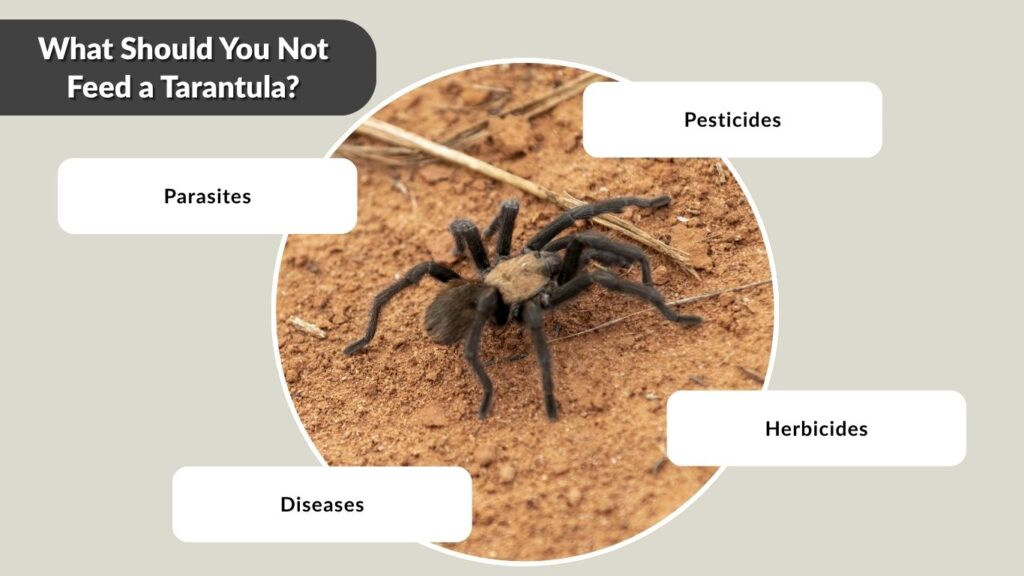 What Should You Not Feed a Tarantula?