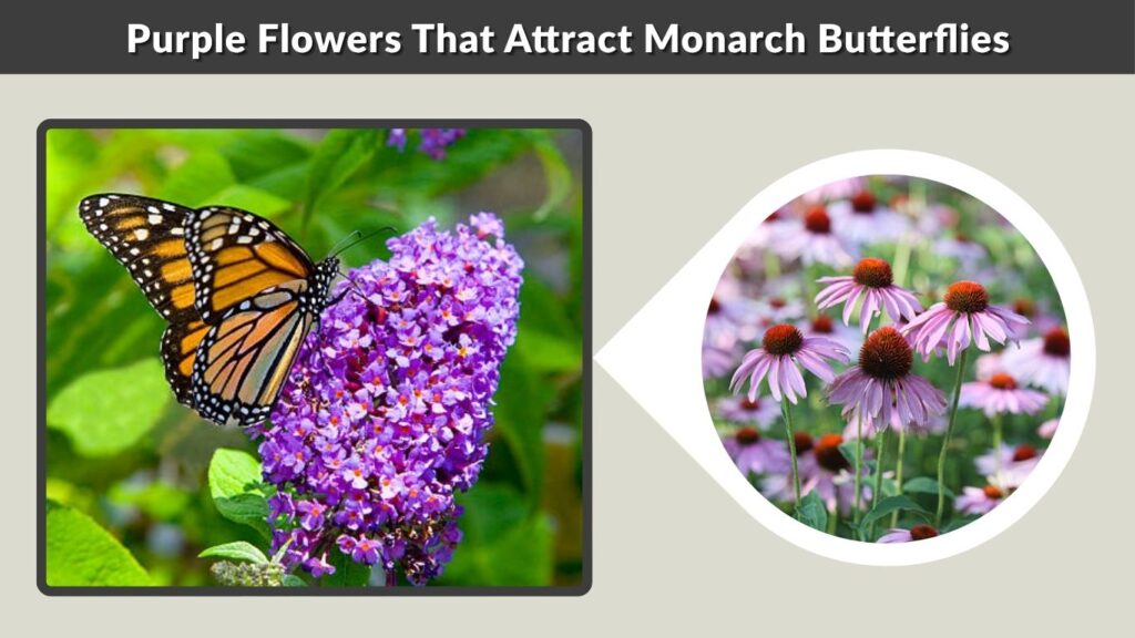 Purple Flowers That Attract Monarch Butterflies