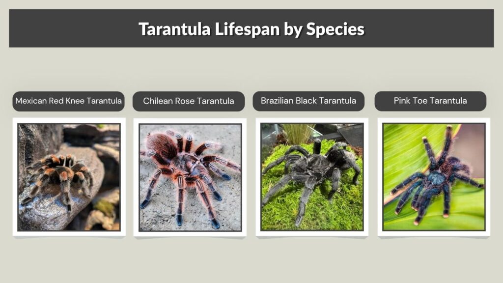 Tarantula Lifespan by Species