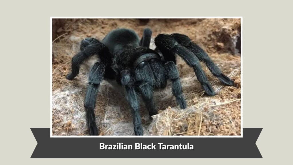 Brazilian Black Tarantula
