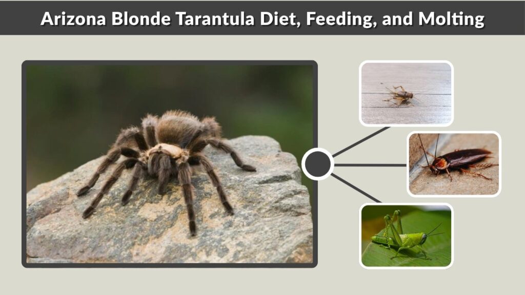 Arizona Blonde Tarantula Diet, Feeding, and Molting