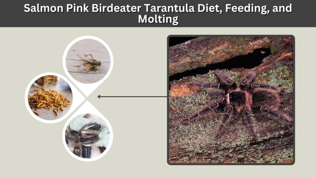 Salmon Pink Birdeater Tarantula Diet, Feeding, and Molting
