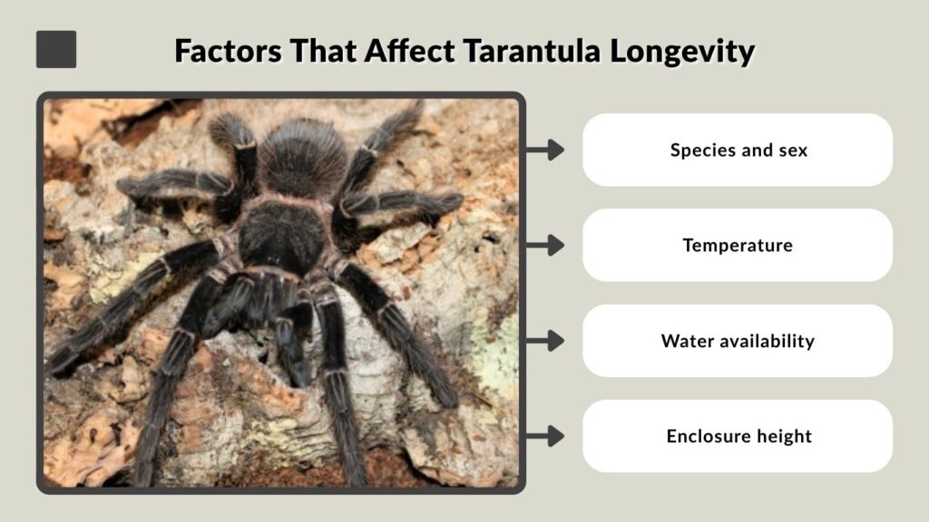 Factors That Affect Tarantula Longevity