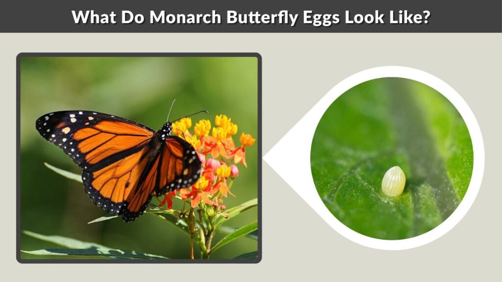 What Do Monarch Butterfly Eggs Look Like?