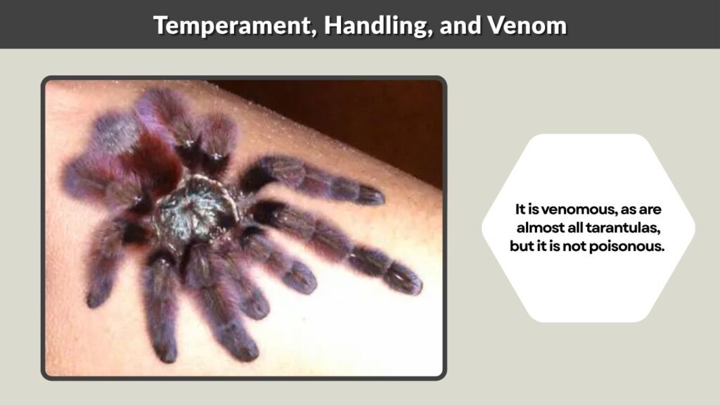 Temperament, Handling, and Venom