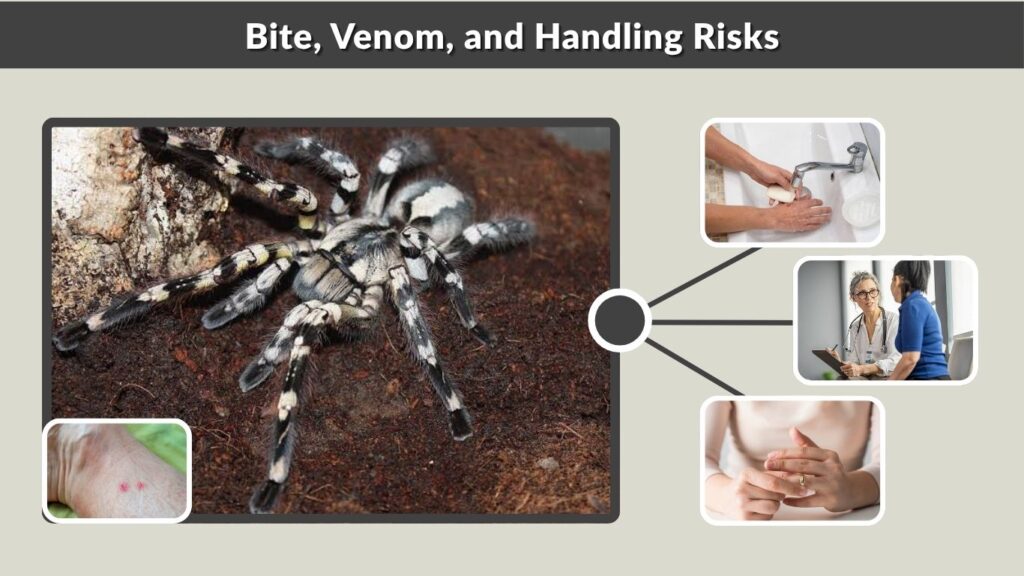 Bite, Venom, and Handling Risks