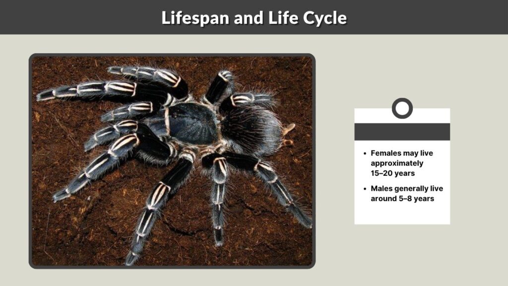 Lifespan and Life Cycle