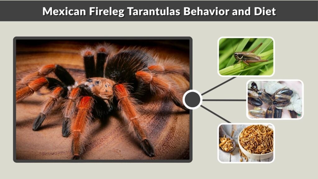 Mexican Fireleg Tarantulas Behavior and Diet