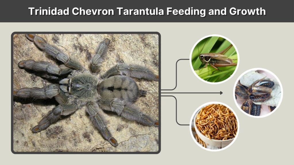 Trinidad Chevron Tarantula Feeding and Growth