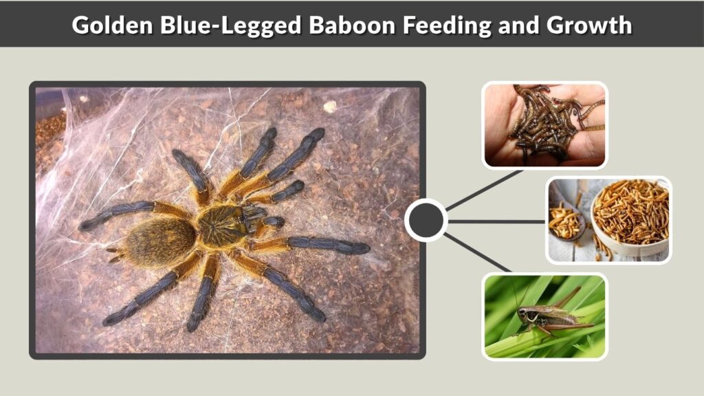 Golden Blue-Legged Baboon Feeding and Growth