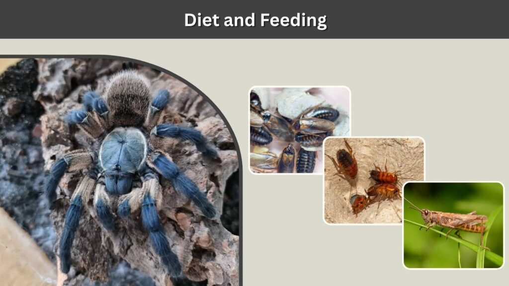Diet and Feeding