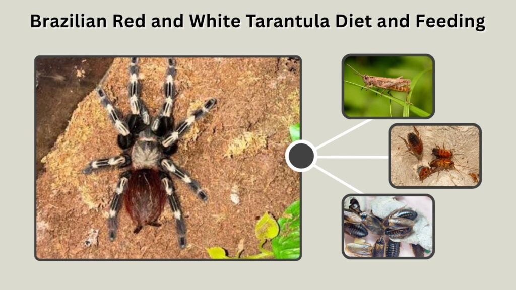 Brazilian Red and White Tarantula Diet and Feeding