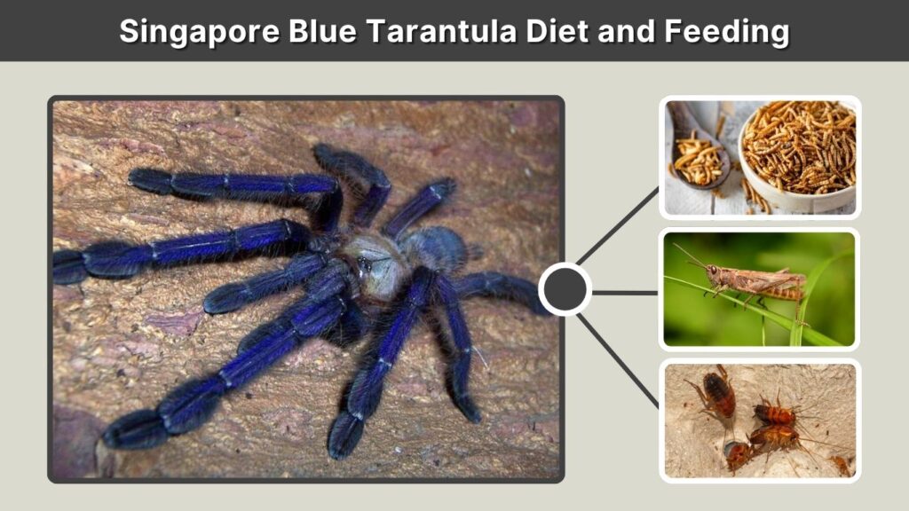 Singapore Blue Tarantula Diet and Feeding