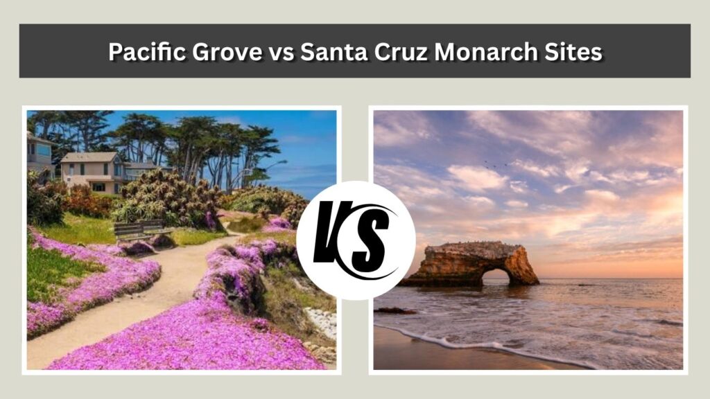 Pacific Grove vs Santa Cruz Monarch Sites
