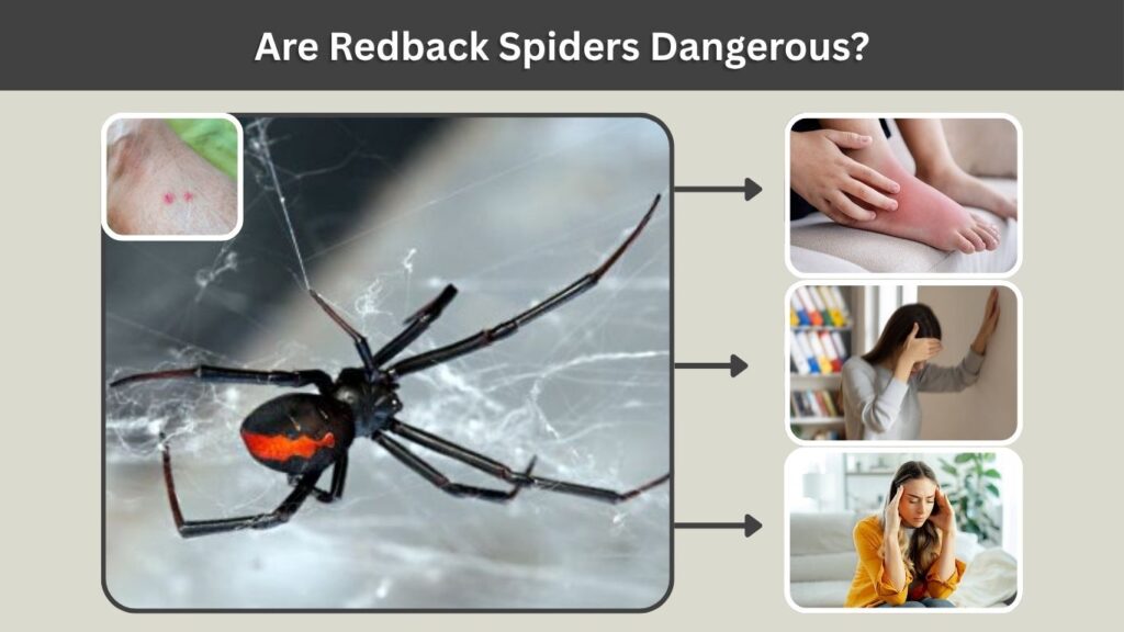 Are Redback Spiders Dangerous?