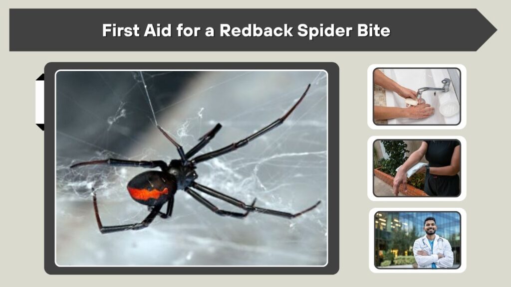 First Aid for a Redback Spider Bite
