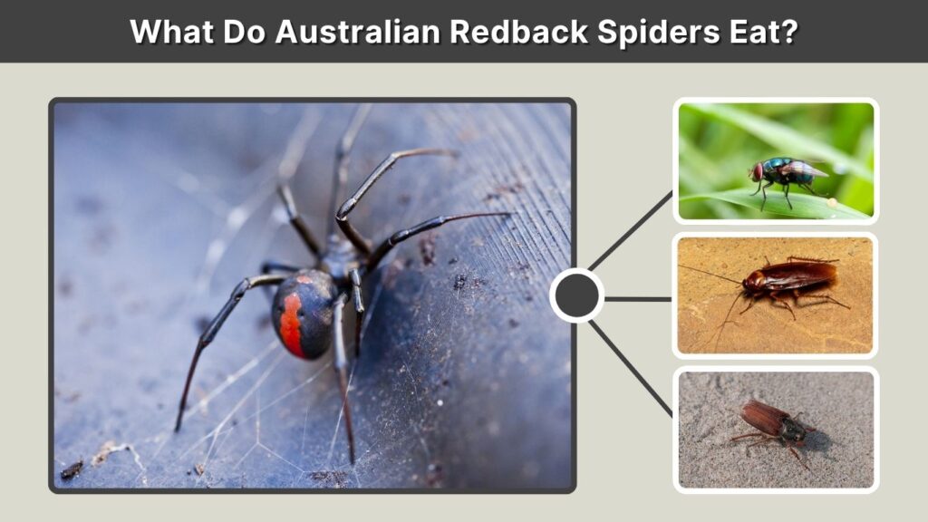 What Do Australian Redback Spiders Eat?