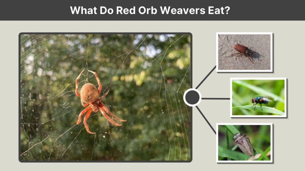 What Do Red Orb Weavers Eat?
