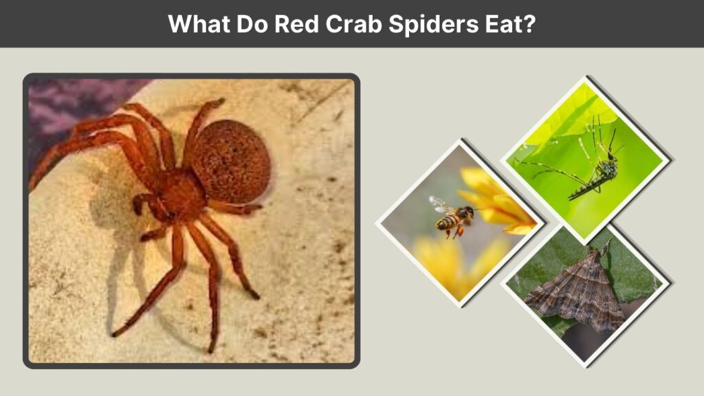 What Do Red Crab Spiders Eat?