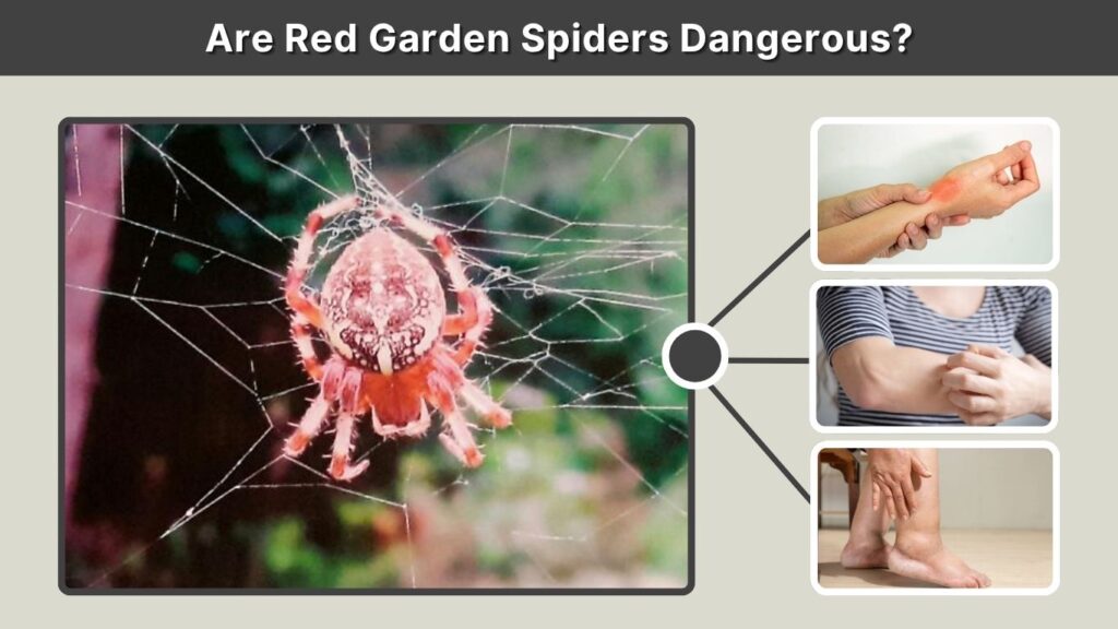 Are Red Garden Spiders Dangerous?