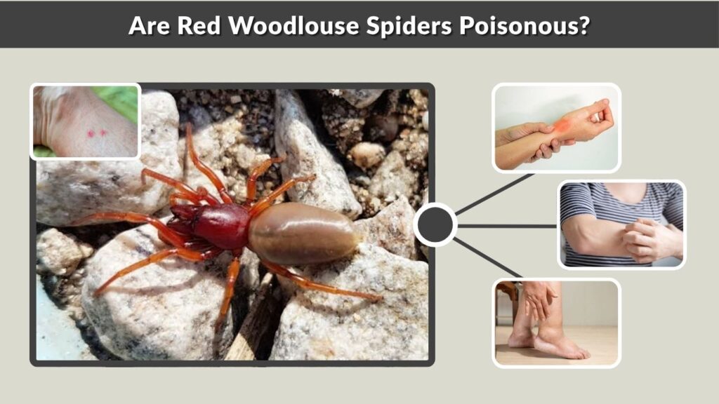 Are Red Woodlouse Spiders Poisonous?