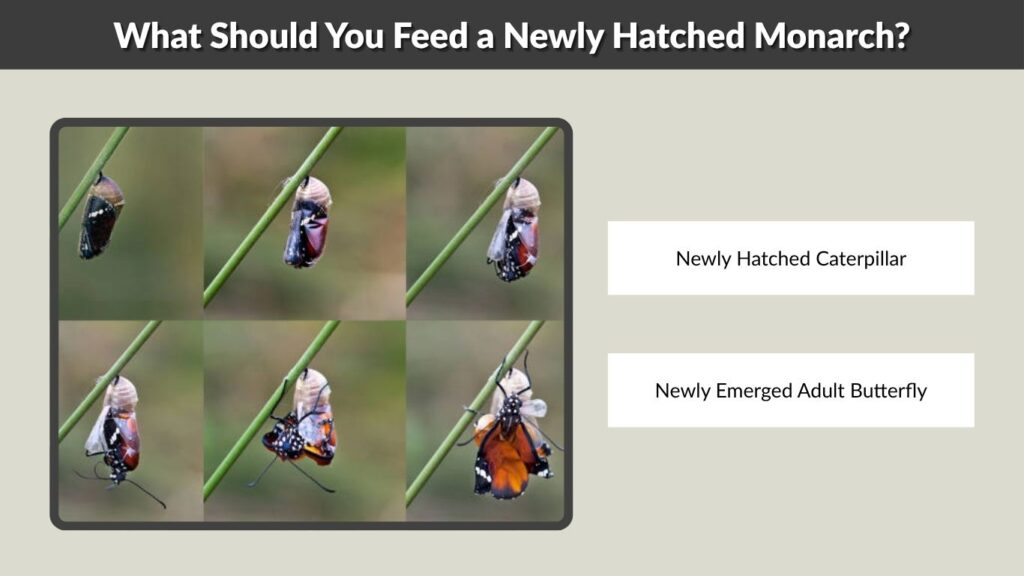 What Should You Feed a Newly Hatched Monarch?
