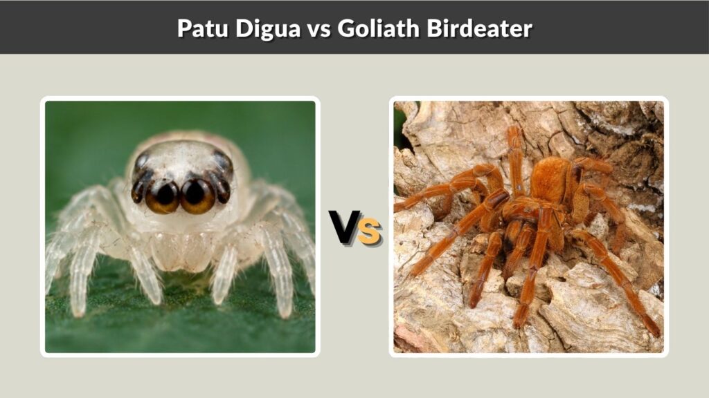 Patu Digua vs Goliath Birdeater