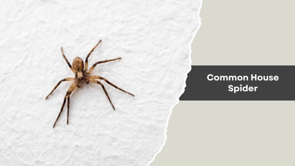 Common House Spider