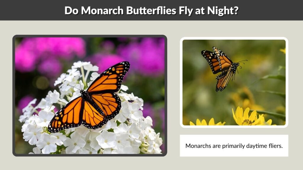 Do Monarch Butterflies Fly at Night?