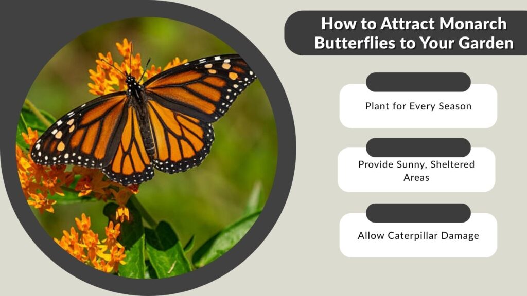 How to Attract Monarch Butterflies to Your Garden