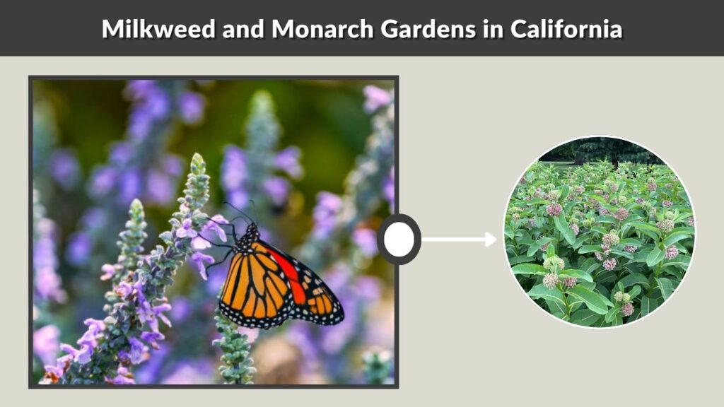 Milkweed and Monarch Gardens in California