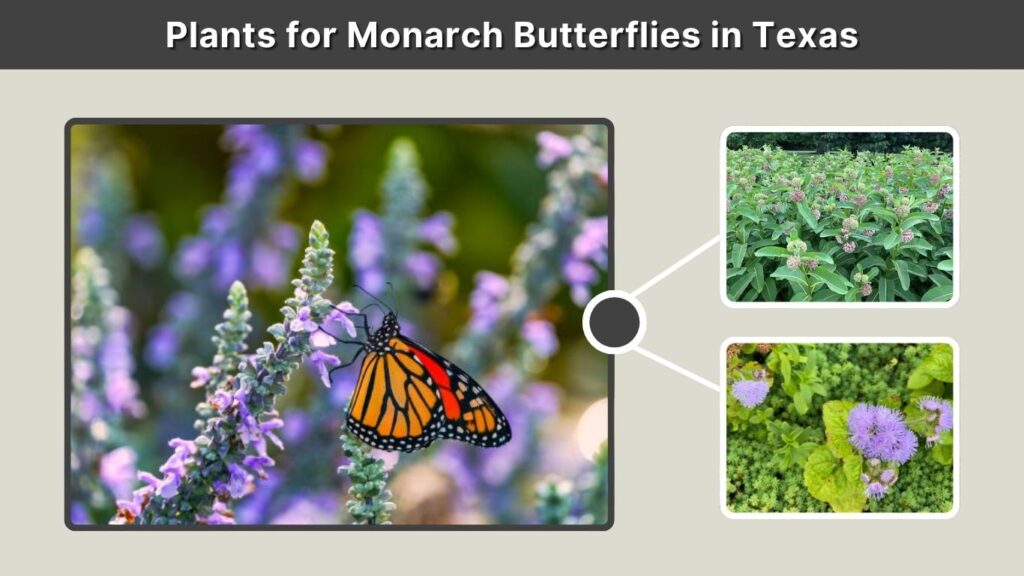 Plants for Monarch Butterflies in Texas