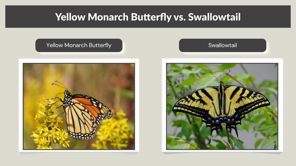 Yellow Monarch Butterfly vs. Swallowtail