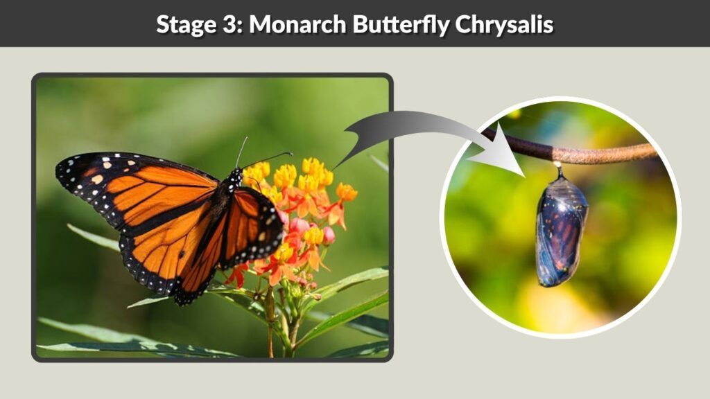 Stage 3: Monarch Butterfly Chrysalis