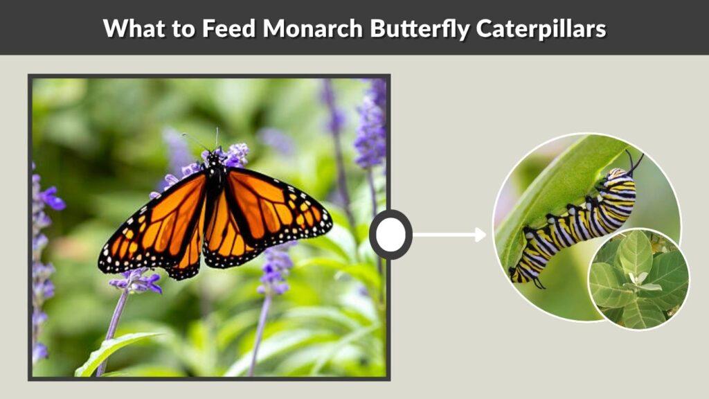 What to Feed Monarch Butterfly Caterpillars