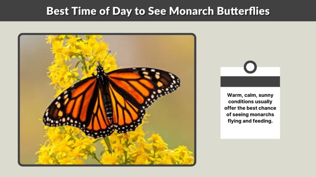 Best Time of Day to See Monarch Butterflies