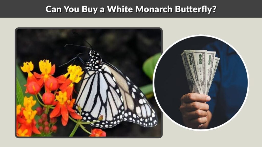 Can You Buy a White Monarch Butterfly?