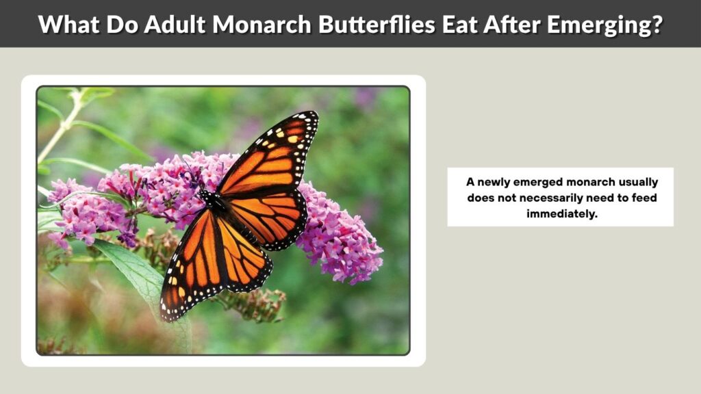 What Do Adult Monarch Butterflies Eat After Emerging?