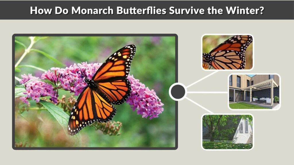 How Do Monarch Butterflies Survive the Winter?