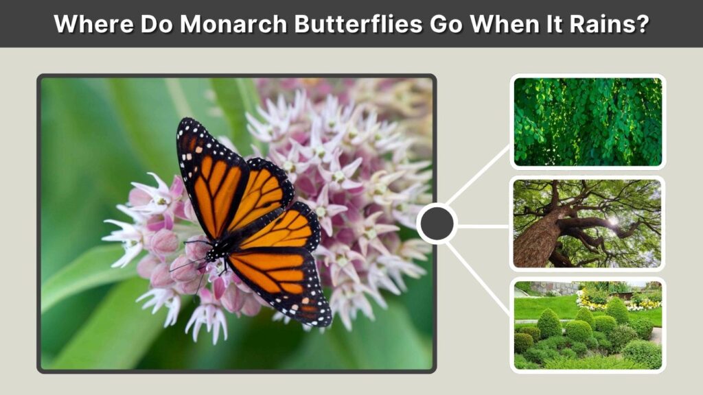 Where Do Monarch Butterflies Go When It Rains?