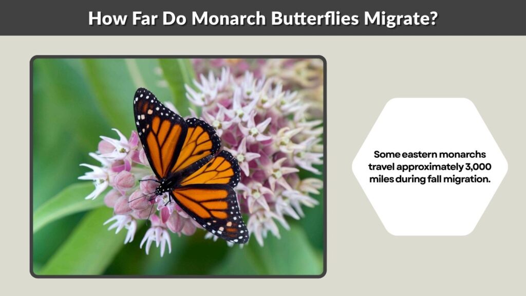 How Far Do Monarch Butterflies Migrate?